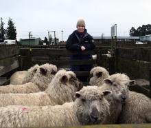 Ngaire Buchan and her last-season lambs at Waiareka Saleyards near Oamaru last week. PHOTOS:...