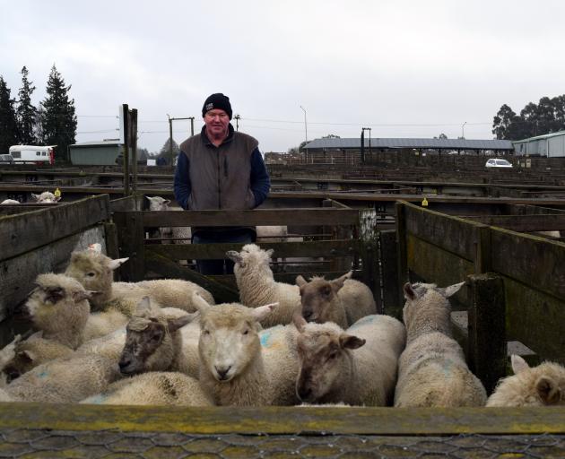 Robbie Mitchell and his lambs at Waiareka Saleyards. 