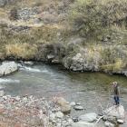 Otago Fish &amp; Game officer Ben Sowry conducts a brown trout spawning survey in Fraser River,...