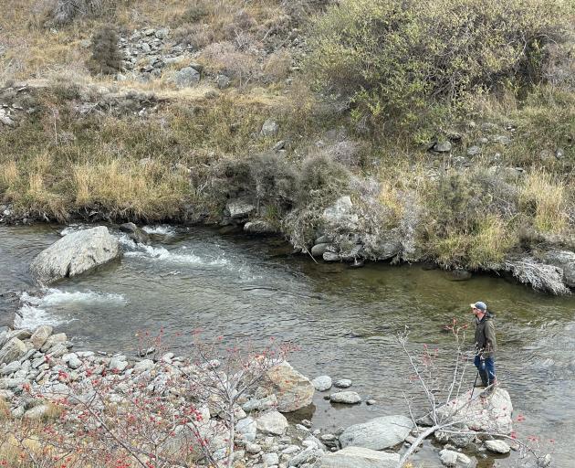 Otago Fish & Game officer Ben Sowry conducts a brown trout spawning survey in Fraser River,...