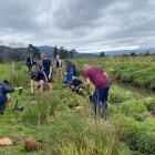 A planting day in Hokitika. PHOTO: ODT FILES