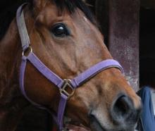 Thistle, who is in fine fettle to resume racing at Riccarton. Photo by Tayler Strong.