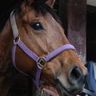 Thistle, who is in fine fettle to resume racing at Riccarton. Photo by Tayler Strong.