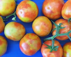 Tomato brown rugose fruit virus. Photo: Tomatoes NZ