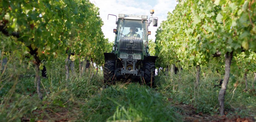 The tractors get to work harvesting grapes.