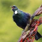 Tūī. Photo: Paul Sorrell