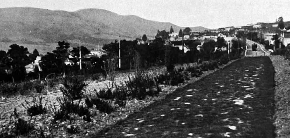 A newly-formed path in the upper Dunedin Botanic Garden. — Otago Witness, 7.10.1924 