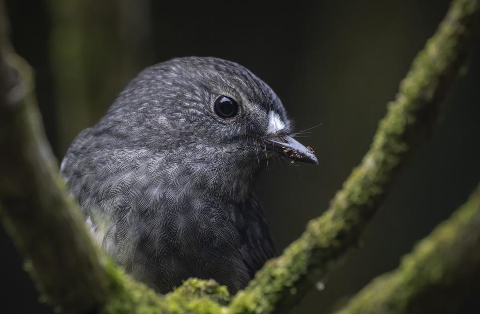 Wildlife adult, Toutouwai in repose. PHOTO: OSCAR THOMAS 