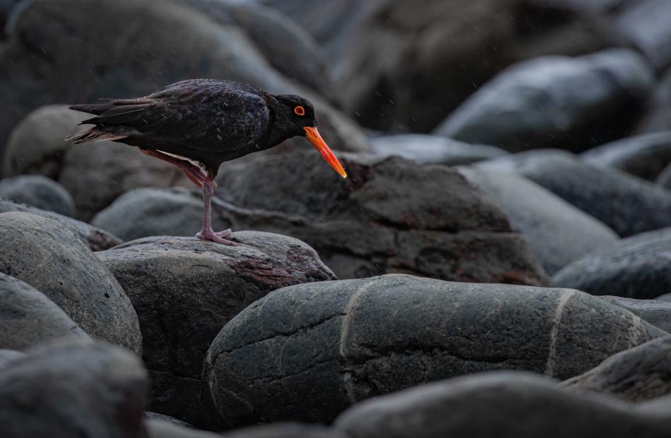 First-time entrant  (wildlife youth), Tōrea pango. PHOTO: AVA THOMAS