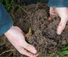 Caring for soil health is a key part of Mark Anderson's approach to farming. Photo: Cosmo Kentish...