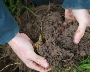 Caring for soil health is a key part of Mark Anderson's approach to farming. Photo: Cosmo Kentish...