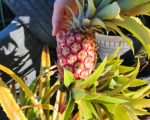 Red pineapples are among the fruits that Aaron McCloy grows. Photo: RNZ